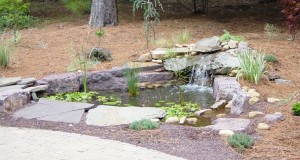 Lemaster walk and pond 2